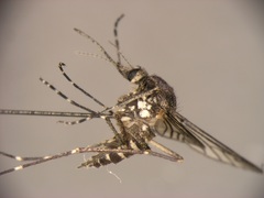 Aedes linesi