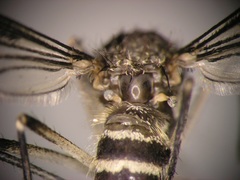 Aedes linesi