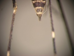 Aedes linesi