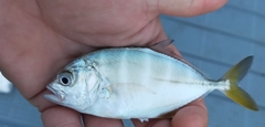 Caranx sexfasciatus