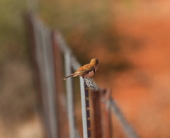 Aphelocephala nigricincta