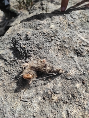 Stegodyphus lineatus