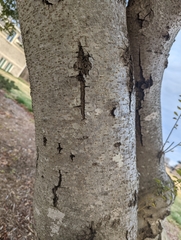 Morella cerifera