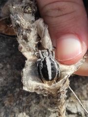 Stegodyphus lineatus