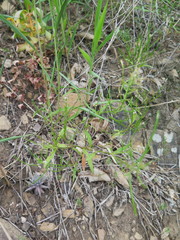 Dontostemon dentatus