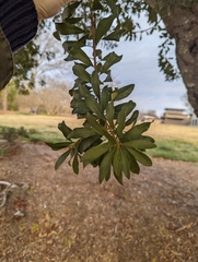 Morella cerifera