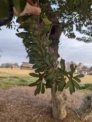 Morella cerifera