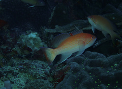 Pseudanthias luzonensis