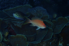 Pseudanthias luzonensis