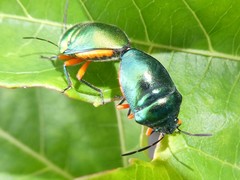 Lampromicra