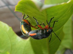Lampromicra