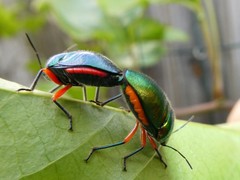 Lampromicra