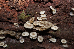Roridomyces austrororidus