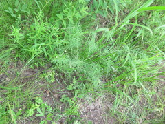 Asparagus oligoclonos