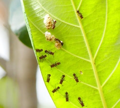 Ropalidia cyathiformis