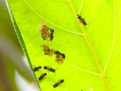 Ropalidia cyathiformis