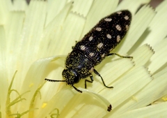 Acmaeodera octodecimguttata