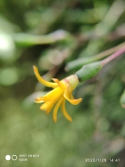 Hatiora salicornoides