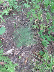 Asparagus oligoclonos