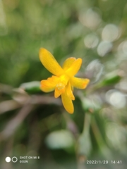 Hatiora salicornoides
