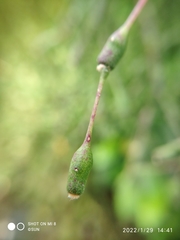 Hatiora salicornoides