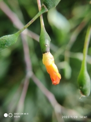 Hatiora salicornoides