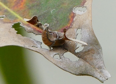 Bombyx