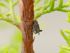 Centrotus