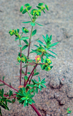 Euphorbia portlandica