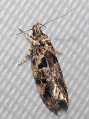 Barea melanodelta