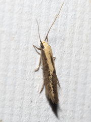 Opogona stenocraspeda