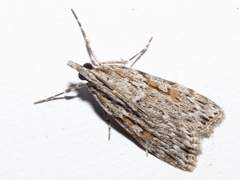 Scoparia plagiotis