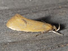 Telocharacta hemicroca