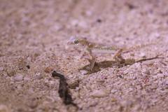 Stenodactylus