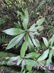 Lindera megaphylla