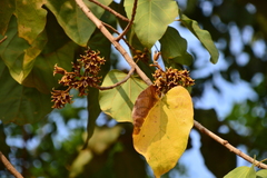Pterygota alata