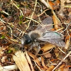Andrena clarkella