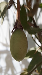 Passiflora tripartita mollissima