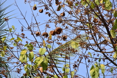 Pterygota alata