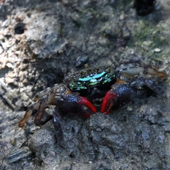 Parasesarma eumolpe