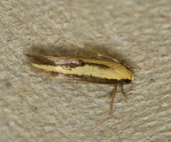 Opogona stenocraspeda