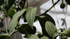 Passiflora tripartita mollissima