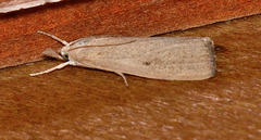 Calamotropha paludella