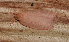 Euchaetis holoclera