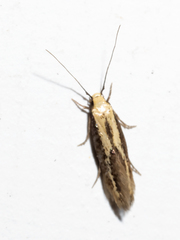Opogona stenocraspeda