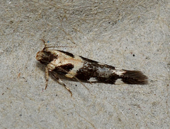 Macrobathra baliomitra