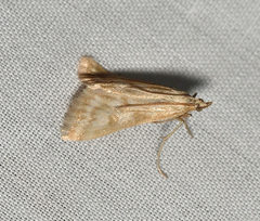 Sedenia cervalis