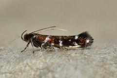 Stagmatophora argyrostrepta