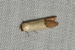 Tachystola stenoptera