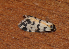 Thallarcha jocularis